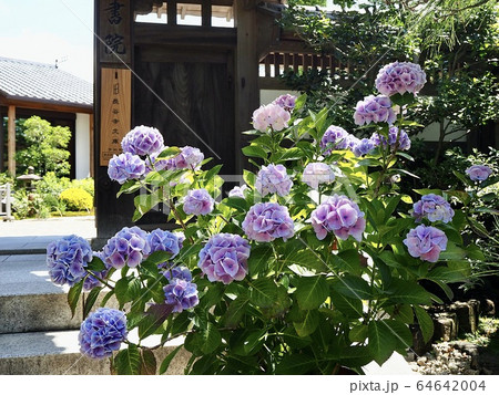 鎌倉・長谷寺のあじさい 64642004