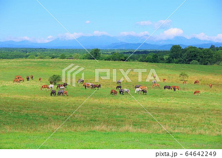 北海道　牧場 64642249