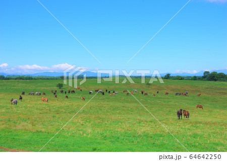 北海道　牧場 64642250