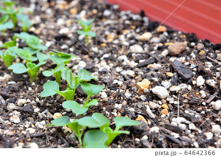 家庭菜園 プランターの小松菜の写真素材