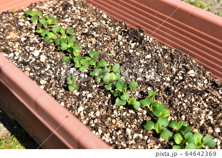 家庭菜園 プランターの小松菜の写真素材