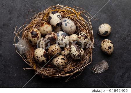 Quail eggs in nest Quail eggs in nest 64642406