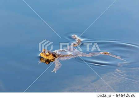 Common toad, Bufo bufo, Czech republic, Europe Common toad, Bufo bufo, Czech republic, Europe 64642636