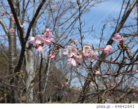 神戸市西区 中央公園 公園 さくら他 神戸市西区 中央公園 公園 さくら他 64642841