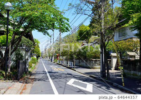 駒場東大前駅周辺の住宅街 ハナミズキの並木道 駒場東大前駅周辺の住宅街 ハナミズキの並木道 64644357