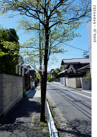 駒場東大前駅周辺の住宅街　ハナミズキの並木道 64644362