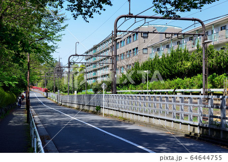 駒場東大前駅周辺の住宅街 ハナミズキの並木道 駒場東大前駅周辺の住宅街 ハナミズキの並木道 64644755