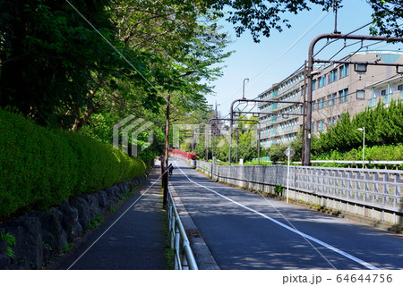駒場東大前駅周辺の住宅街　ハナミズキの並木道 64644756