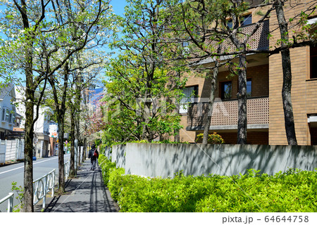 駒場東大前駅周辺の住宅街 ハナミズキの並木道 駒場東大前駅周辺の住宅街 ハナミズキの並木道 64644758