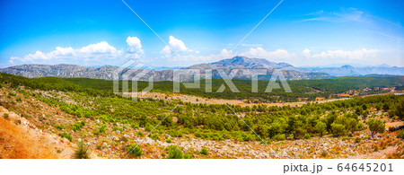 Pine tree forest and mountain range landscape Pine tree forest and mountain range landscape 64645201
