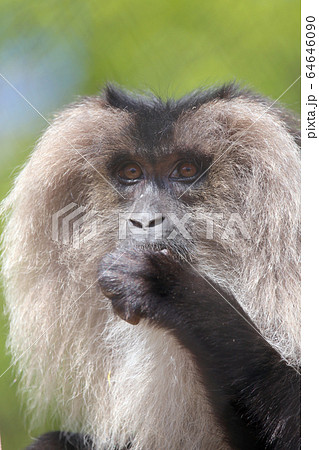 シシオザル 64646090