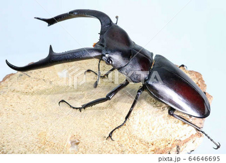 マンディブラリスフタマタクワガタ マンディブラリスフタマタクワガタ 64646695