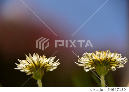 白花タンポポ 白花タンポポ 64647180