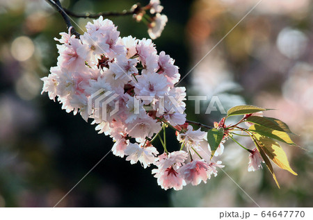 奈良九重桜 64647770