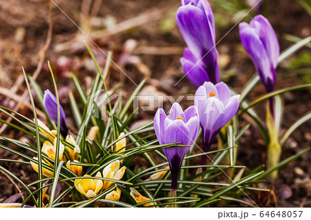 Group of purple crocus longiflorus flowers 64648057