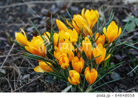 Group of yellow crocus longiflorus flowers 64648058