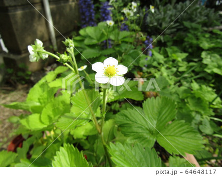 この白い花は赤い実になるイチゴの花 この白い花は赤い実になるイチゴの花 64648117