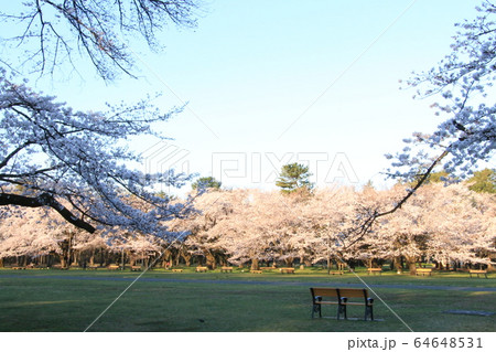 小金井公園のサクラ～朝陽を浴びて 64648531