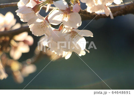 ソメイヨシノ～朝陽に透ける花びら 64648691