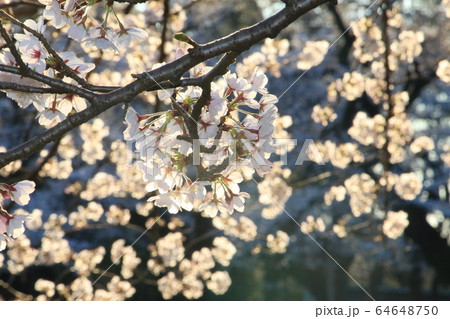 ソメイヨシノ~朝陽に透ける花びら ソメイヨシノ~朝陽に透ける花びら 64648750