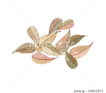 クマコケモモ　ウワウルシ 64652671