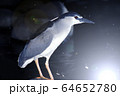 夜のゴイサギ 64652780
