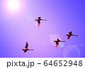 白鳥　赤に染めて 64652948