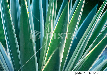 Abstract striped natural background. Nature tropical background. 64652956