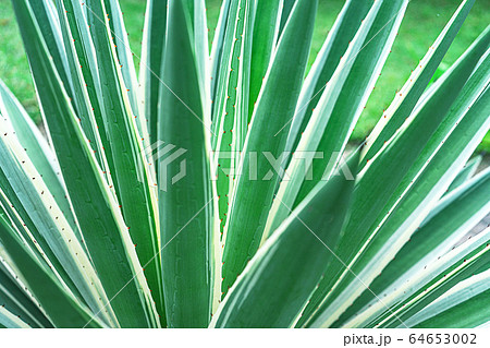 Abstract striped natural background. Nature tropical background. 64653002