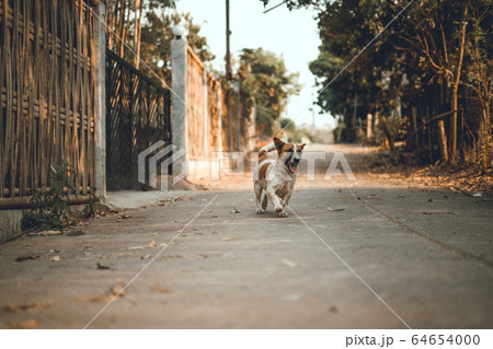 Dogs play on the streets and fields Dogs play on the streets and fields 64654000