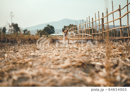 Dogs play on the streets and fields Dogs play on the streets and fields 64654003