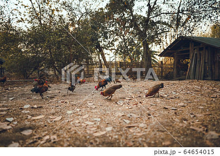 chicken are eating rice seeds in the evening 64654015