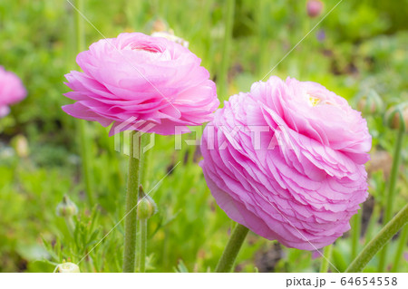 ラナンキュラス ラナンキュラス 64654558