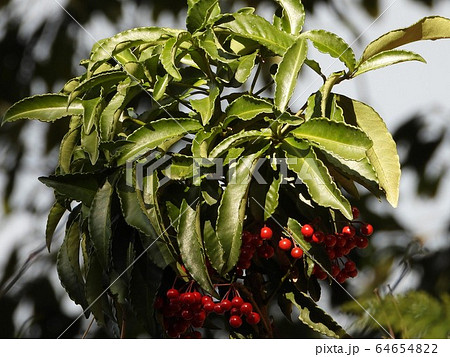 マンリョウ（万両） 64654822