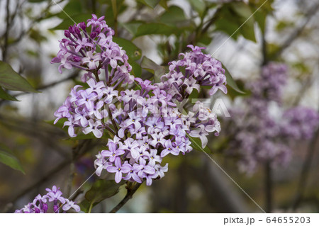 屋外 室外 自然 64655203