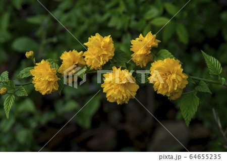 安山市 京畿道 キョンギド 64655235