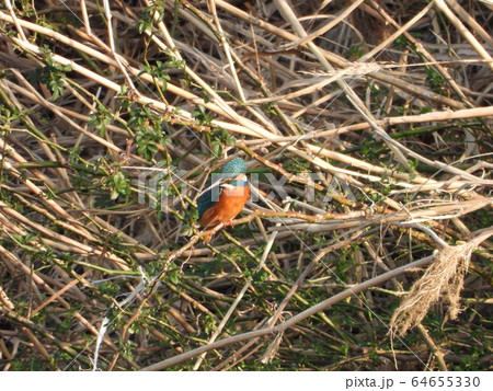カワセミ カワセミ 64655330