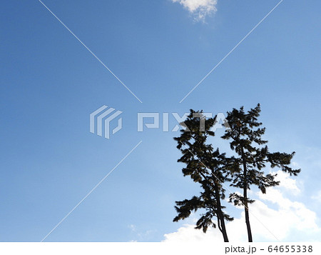 二本松と青空 二本松と青空 64655338