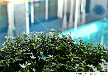 Hotel resort swimming pool 64655375