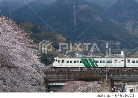 満期の桜に彩られた伊豆半島を駆け抜ける185系特急踊り子_2020/3/28撮影 64656011