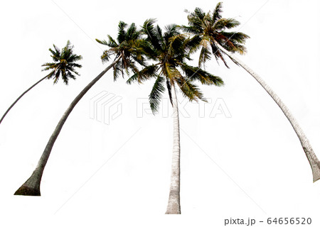 Groups of coconut trees on a white background along the cutting path. 64656520