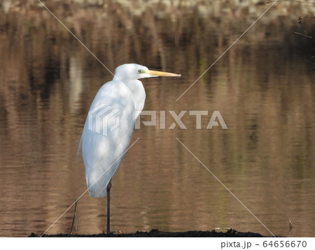 ダイサギ（フラミンゴみたいに一本足で） 64656670