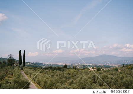 View on the rows of olive trees in Tuscany from the Medici Villa of Lilliano Wine Estate, Italy. View on the rows of olive trees in Tuscany from the Medici Villa of Lilliano Wine Estate, Italy. 64656807
