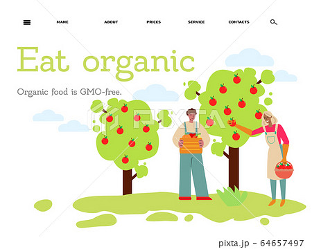 Eat organic - flat banner with people harvesting red fruit from apple tree. 64657497
