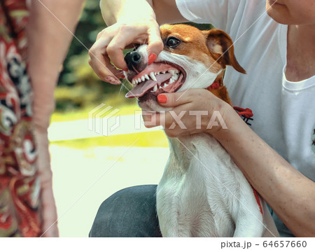 handler shows teeth of a Jack Russell Terrier to an expert handler shows teeth of a Jack Russell Terrier to an expert 64657660