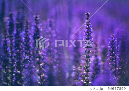 Close up of purple decorative sage flowers field Close up of purple decorative sage flowers field 64657899