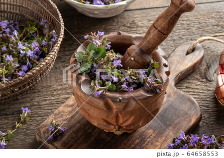 Fresh ground-ivy in a mortar on a table 64658553
