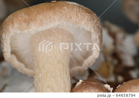 しいたけ栽培 しいたけ栽培 64658794