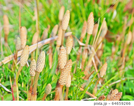 春の山菜･薬用植物 : ツクシ 64659266