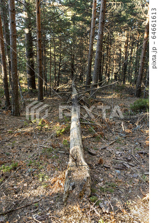 pine tree fallen by the wind in the middle of a forest pine tree fallen by the wind in the middle of a forest 64661613